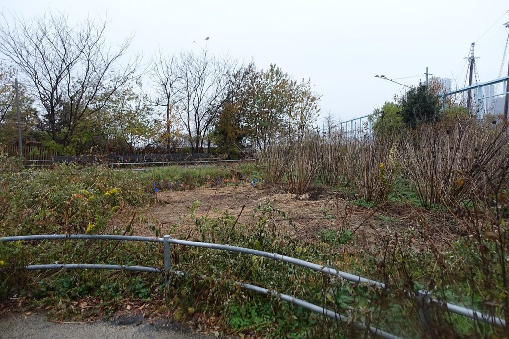 Seasonal planting and paths at the Pier 6 Flower Field